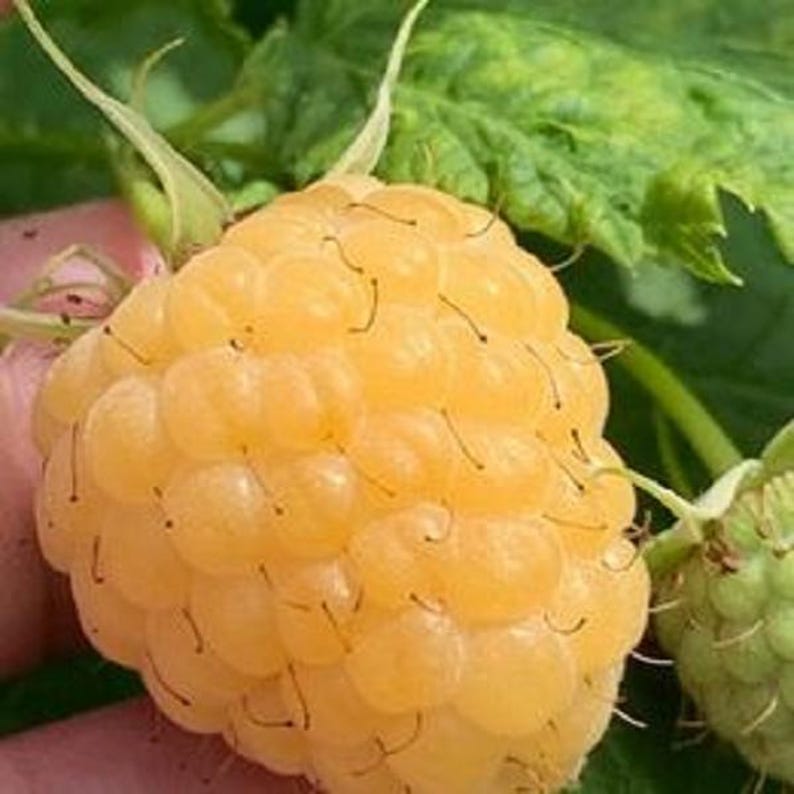 Raspberry Plants - 1 ft Tall - Caroline, Encore, Jewel, Munger, Anne, Fall Gold - Rubus idaeus, Rubus occidentalis, Rubus fruticosus