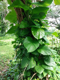 Giant Hawaiian Green Pothos Cutting - 1 Rooted + 1 Free Cutting - Epipremnum aureum - Easy Care Houseplant