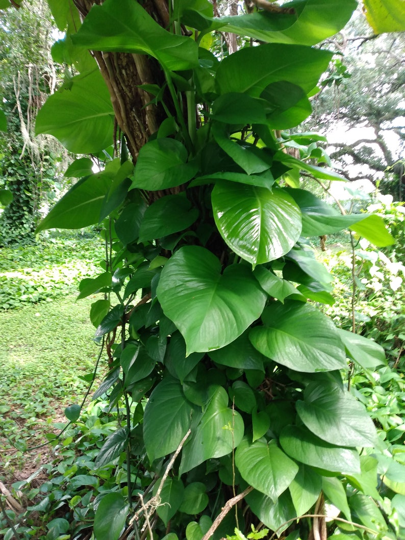 Giant Hawaiian Green Pothos Cutting - 1 Rooted + 1 Free Cutting - Epipremnum aureum - Easy Care Houseplant