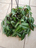 Pellionia Pulchra Cutting - Watermelon Variety - 1 Rooted + 1 Free Cutting - Easy Care Houseplant for Warm Zones