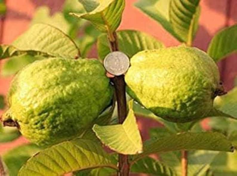 Vietnamese Giant White Flesh Guava Plant - Oi Xa Li - 3 Gallon Pot - Tropical Fruit Tree