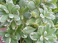 Variegated Japanese Mock Orange Plant - Pittosporum tobira 'Variegatum' - 1 Gal Pot - Low-Maintenance Evergreen Shrub