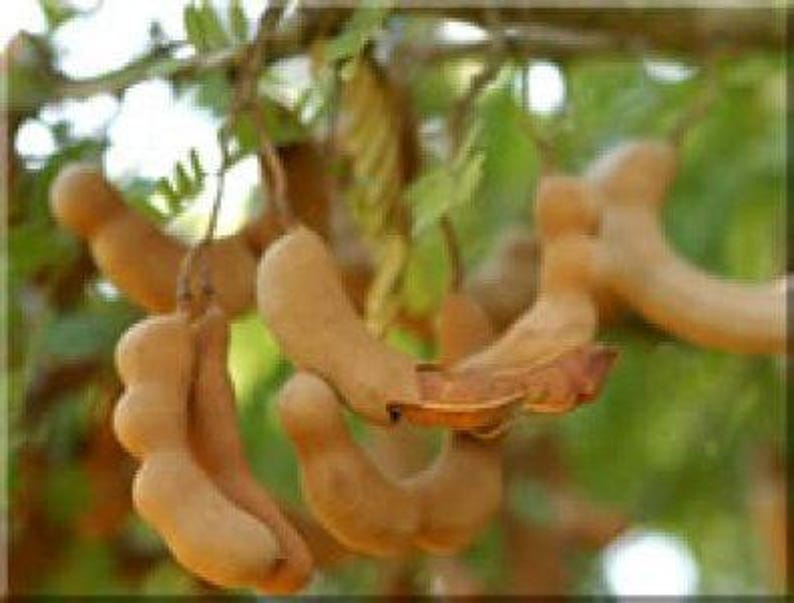 Tard Tamarind Tree - 2 to 3 Feet Tall - 3 Gallon Pot - Tamarindus indica - Tropical Fruit Tree for Landscaping