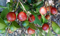 Strawberry Guava Plant in 3 Gal Pot - 1 to 2 Feet Tall - Psidium cattleianum - Live Plant with Healthy Roots