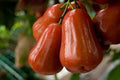 Red Rocket Wax Apple Plant - 3 Gal Pot - 2 Feet Tall - Syzygium samarangense