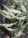 Sweet Almond Plant | Half Gal Pot | High Fragrance | Aloysia virgata | 12-16 Inch Bush Size