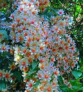 Parijatha Plant 8-12 inch in Half-Gallon Pot | Coral Jasmine | Harshringar | Night Jasmine | Organic Fragrant Shiuli