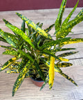 Croton Sunny Star Plant in 4" Pot, Codiaeum Variegatum, Colorful Indoor/Outdoor Houseplant, Yellow & Green Foliage