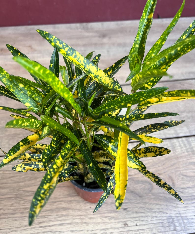 Croton Sunny Star Plant in 4" Pot, Codiaeum Variegatum, Colorful Indoor/Outdoor Houseplant, Yellow & Green Foliage