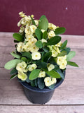 Crown of Thorns Plant in 6" Pot, Yellow Euphorbia milii - Drought-Tolerant Succulent with Bright Flowers