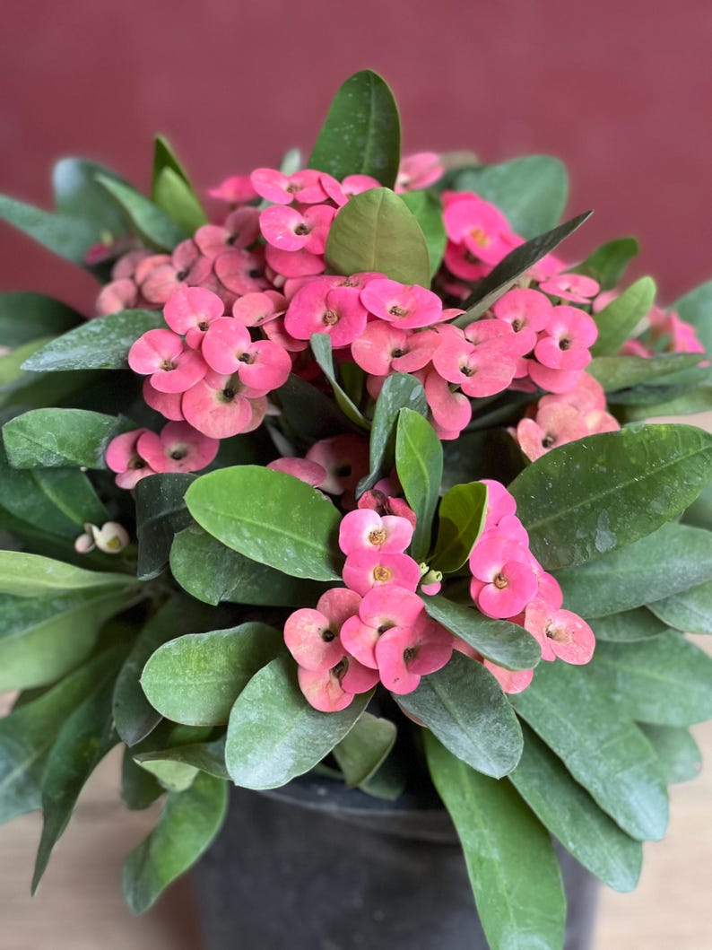 Crown of Thorns Plant in 6" Pot, Pink Flowers, Euphorbia milii - Drought Tolerant Succulent for Indoor/Outdoor Gardening