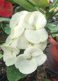 Crown of Thorns Plant 6" Pot White Euphorbia milii Succulent Hardy Indoor/Outdoor Flowering Plant