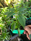 Serrano Pepper Live Plant 3” Pot - Capsicum annuum