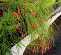 Firecracker Plant - 6" Pot - Rusellia equisetiformis - Tubular Red Flowers - Perfect for Hanging Baskets or Containers