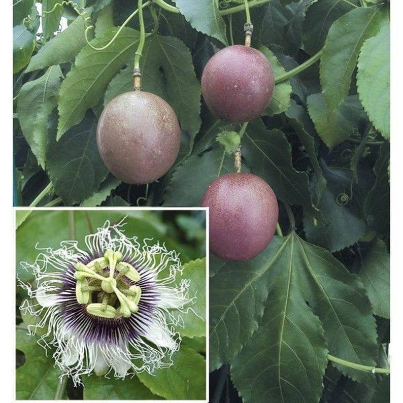 Purple Passion Fruit Plant - 1 Gal Pot - Passiflora edulis - Self-Pollinating, Fruity Flavor, Attractive Flowers