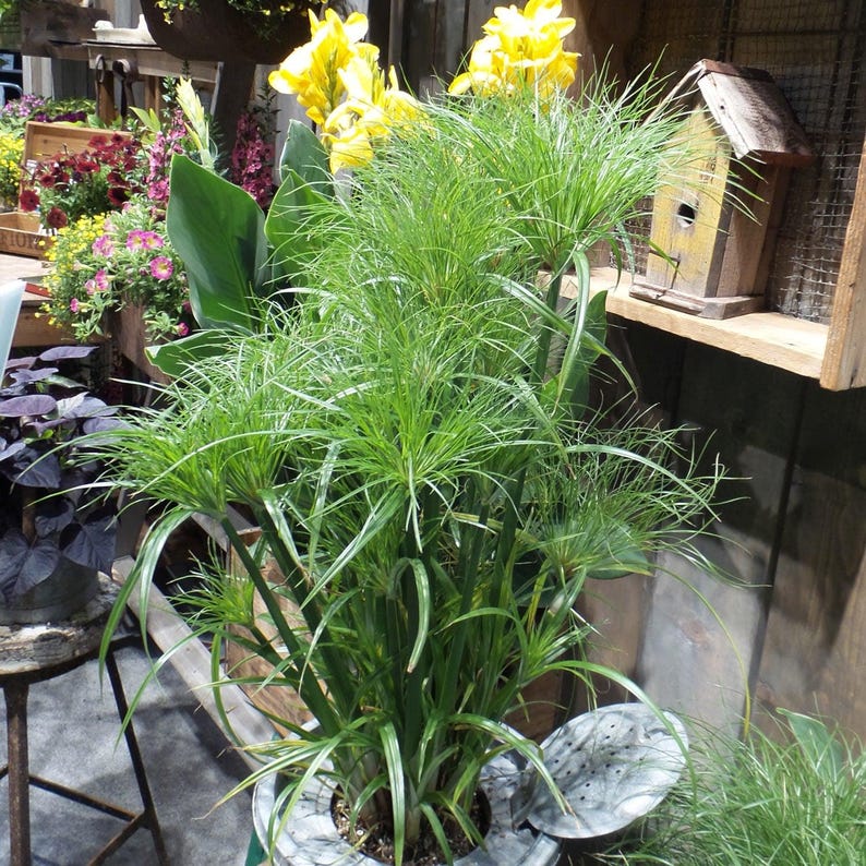 Prince Tut Papyrus Plant - 1 ft Tall - 3 to 6 Trunks - Ships in 6" Pot - Cyperus papyrus