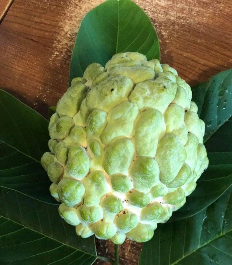Priestly Atemoya Fruit Tree Plant - 1 to 2 Feet Tall - Fresh Live Plant in 6" Pot - Annona reticulata