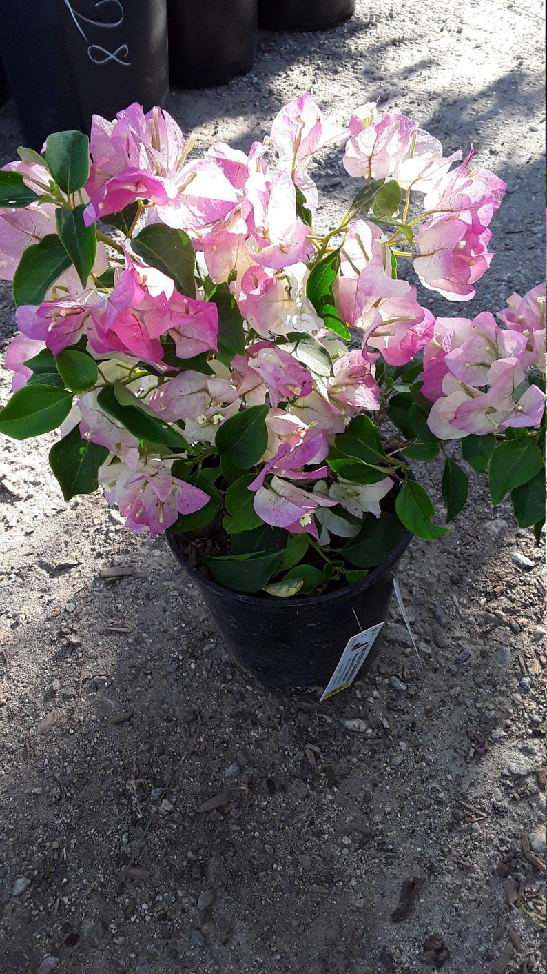 Pink and White Bougainvillea Plant - 1 Foot Tall - 6" Pot - Bougainvillea glabra - Ideal for Bonsai Gardening
