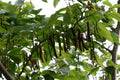 Pakistan Mulberry Fruit Tree - 1 ft Tall in 6" Pot - Black Mulberries, Morus nigra - Ideal for Fresh Eating