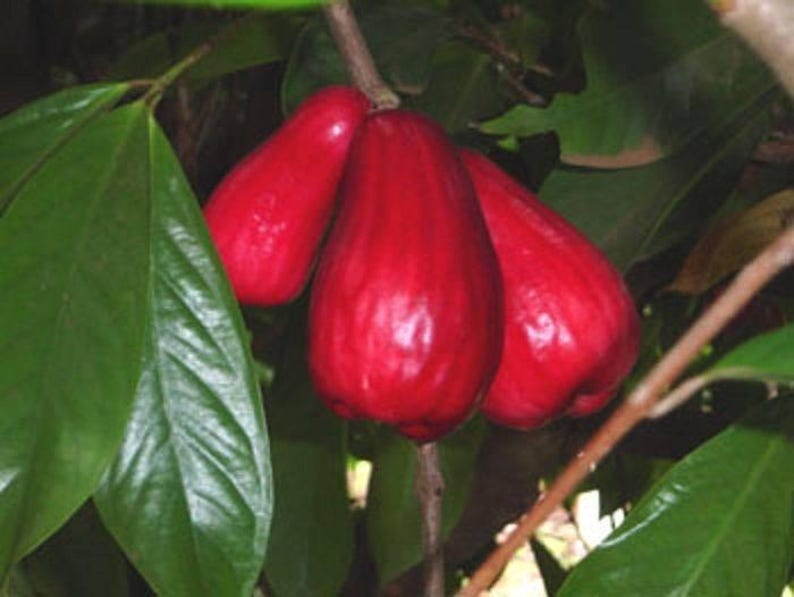Malay Apple Tree - 3 Gal Pot - Syzygium malaccense - Mountain Apple - 2 to 3 Feet Tall - Juicy Red Fruit Plant