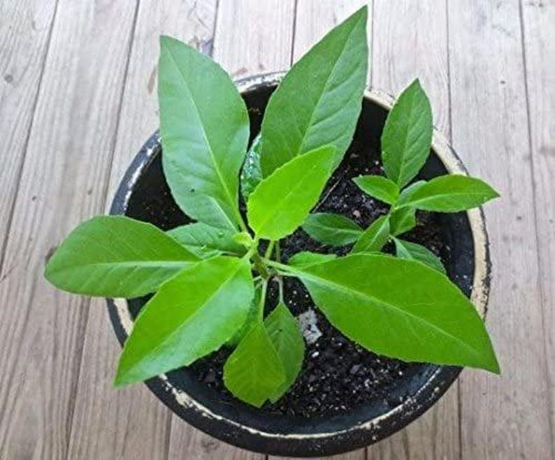 Gynura Procumbens Plant - 3" Pot - Longevity Spinach - Edible Greens for Health