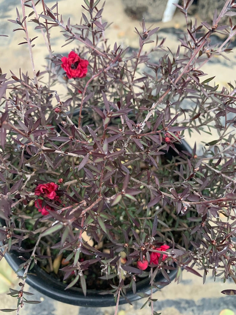 Leptospermum 'Ruby Glow' Plant in 6" Pot - 3-5” Tall Australian Tea Tree