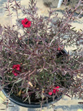 Leptospermum 'Ruby Glow' Plant in 1 Gallon Pot - 3-5" Tall - Australian Tea Tree for Garden or Landscape
