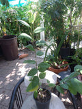 Grafted Dr. White Cherimoya Tree - 2 to 3 Feet Tall - Annona cherimola - Fresh Live Plant in 3 Gal Pot