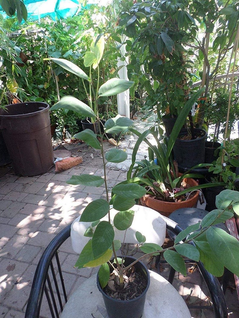 Grafted Dr. White Cherimoya Tree - 2 to 3 Feet Tall - Annona cherimola - Fresh Live Plant in 3 Gal Pot