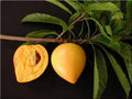 Canistel Tree - 2 Feet Tall - Airlayered - 3 Gallon Pot - Pouteria campechiana