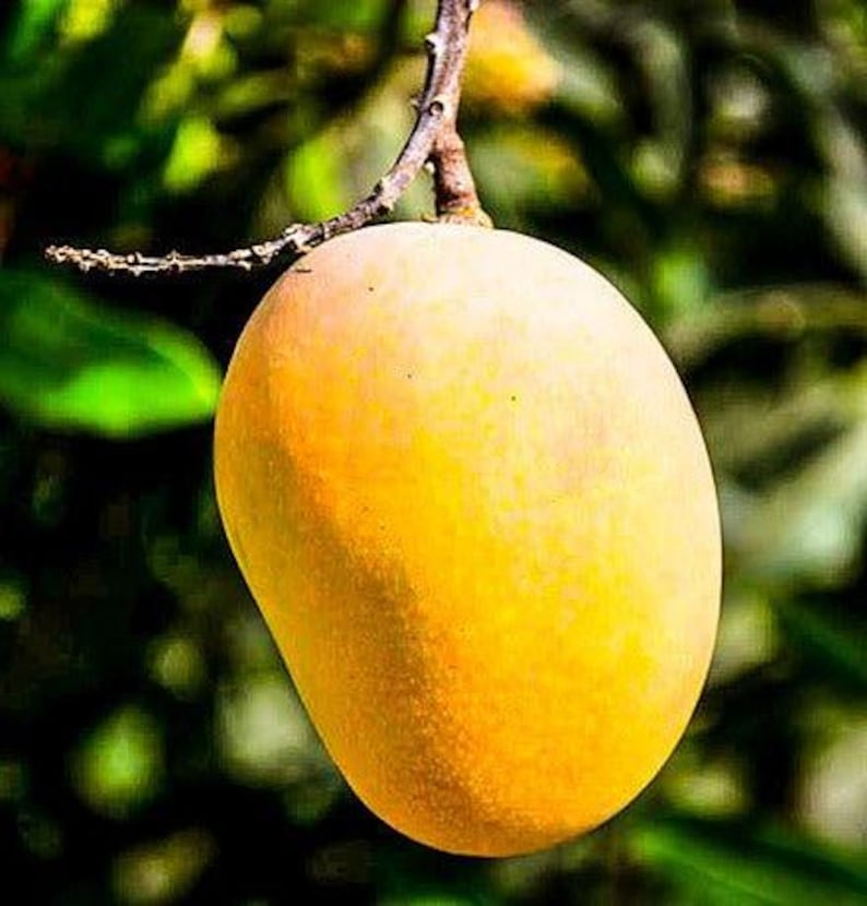 Grafted Florigon Mango Tree - 1 to 2 Feet Tall - Live Plant in 6" Pot - Mangifera indica - Sweet, Fiberless Fruit