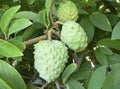AP Atemoya Fruit Tree - 1-2 Feet Tall Live Plant in 3 Gal Pot - Fresh From Our Garden