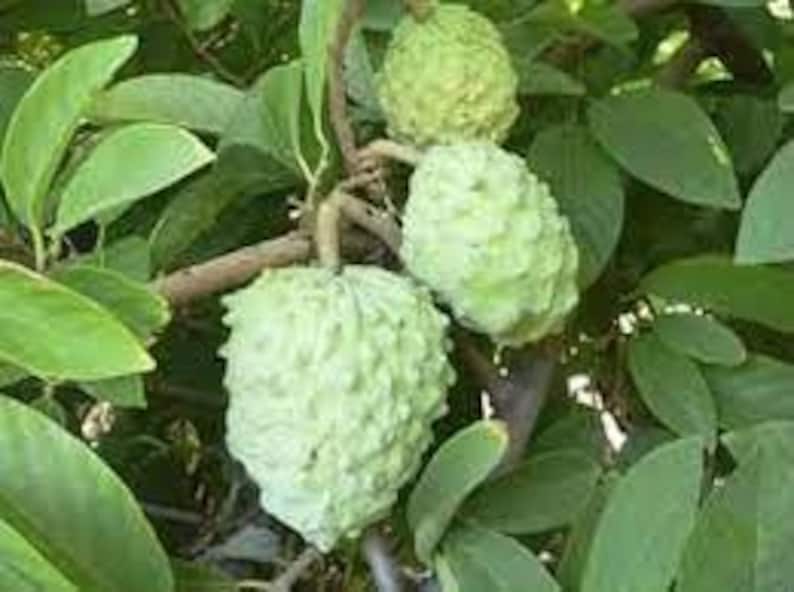 AP Atemoya Fruit Tree - 1-2 Feet Tall Live Plant in 3 Gal Pot - Fresh From Our Garden