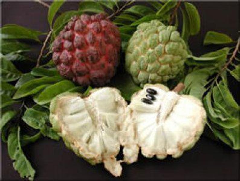 Sugar Apple Tree - 3 Gal Pot - Annona squamosa - Sweet Custard Fruit Plant