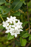 Madagascar Jasmine Plant - 3 Gallon Pot - Fragrant White Flowers - Stephanotis floribunda - 2 to 3 Feet Long