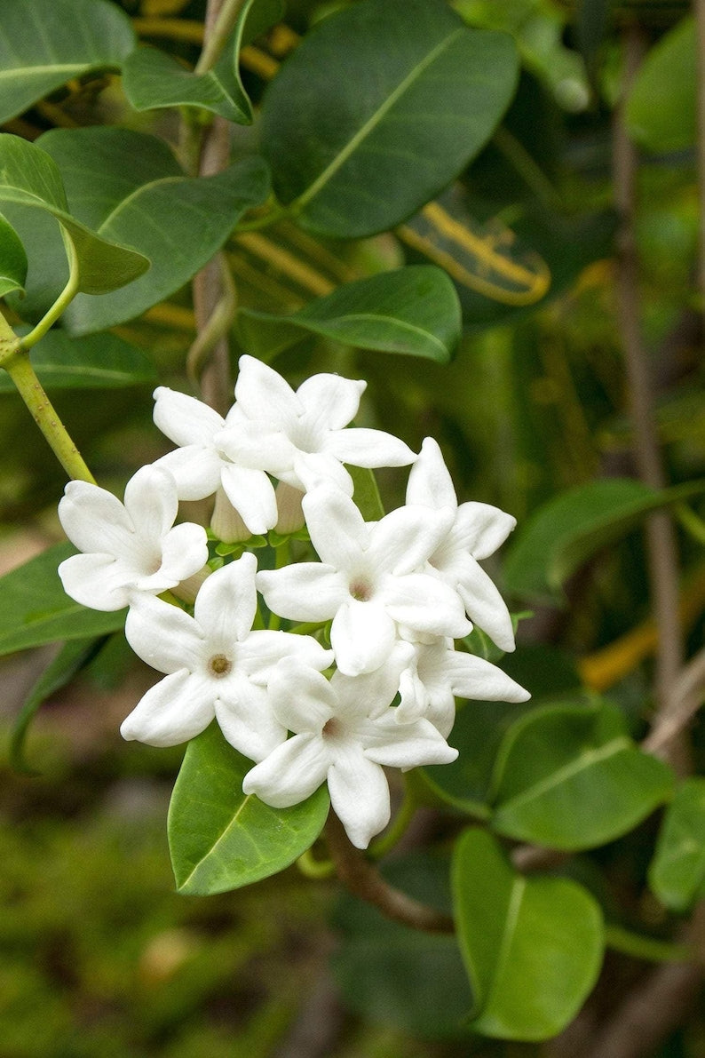 Madagascar Jasmine Plant - 3 Gallon Pot - Fragrant White Flowers - Stephanotis floribunda - 2 to 3 Feet Long