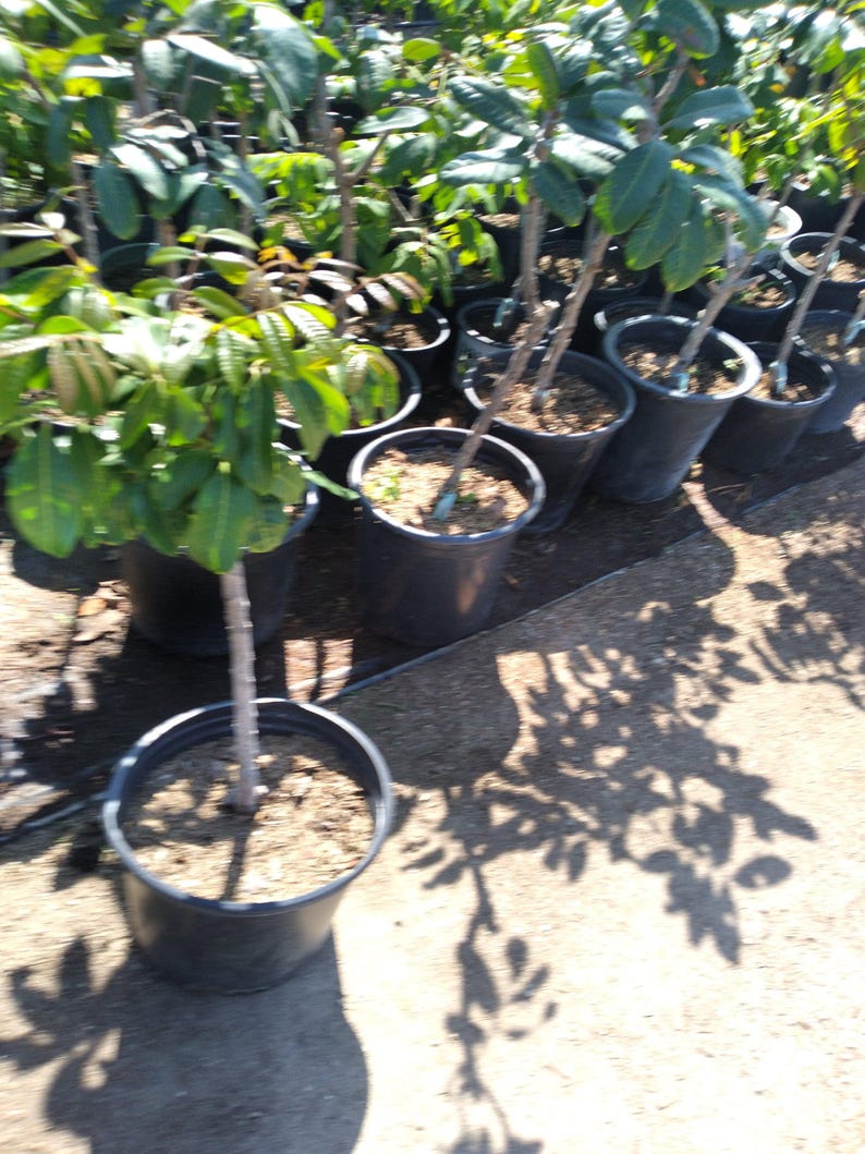 Longan Air Layered Tree - 2 Feet Tall Live Plant in 3 Gal Pot - Dimocarpus longan - Early Heavy Cropping Variety