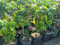 Kohala Longan Live Plant - 3 Feet Tall Air Layered Tree - Dimocarpus longan - Fresh From Our Garden