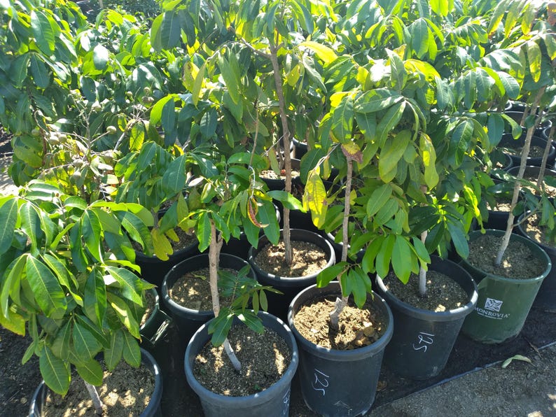 Kohala Longan Live Plant - 3 Feet Tall Air Layered Tree - Dimocarpus longan - Fresh From Our Garden