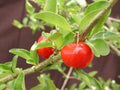 Barbados Cherry Tree - 3 Gallon Pot - Fast Growing Bushy Tree - Malpighia emarginata