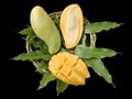 Nam Doc Mai Mango Tree - 3 to 4 Feet Tall - Grafted Thai Green Sweet Mango - Ships in 3 Gallon Pot - Premium Variety
