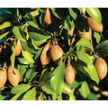 Sapodilla Plant - 3 Gal Pot - Alano Variety - Manilkara zapota Hybrid - Live Plant with Good Roots