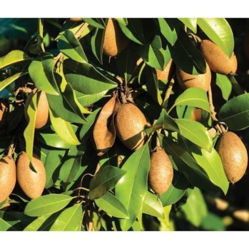 Sapodilla Plant - 3 Gal Pot - Alano Variety - Manilkara zapota Hybrid - Live Plant with Good Roots
