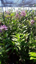Purple Epidendrum Orchid Plants in 6" Pot - Vibrant Purple Color - Ideal Houseplant - Epidendrum Orchidaceae