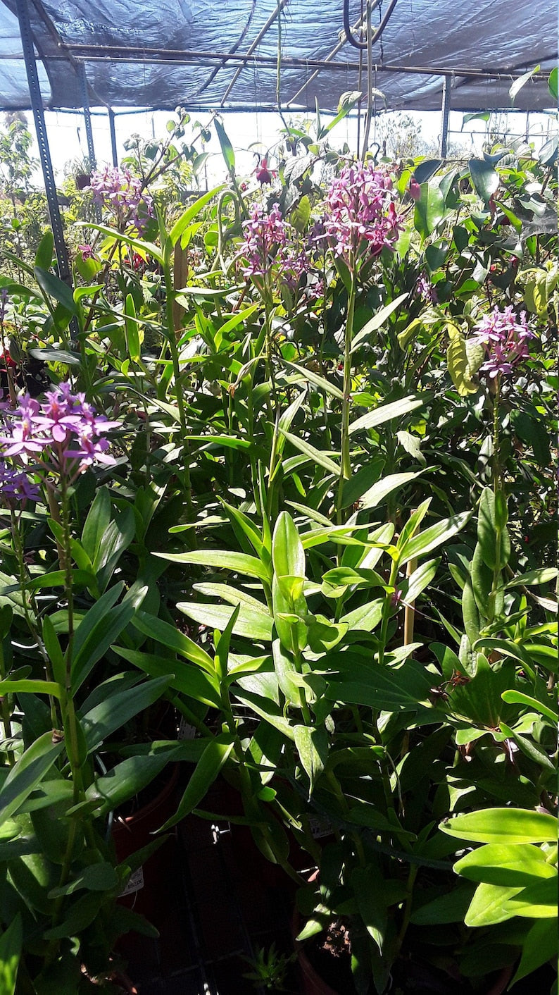 Purple Epidendrum Orchid Plants in 6" Pot - Vibrant Purple Color - Ideal Houseplant - Epidendrum Orchidaceae