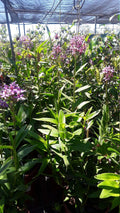 Purple Epidendrum Orchid Plant - 3" Pot - Vibrant Purple Blooms - Epidendrum Orchid