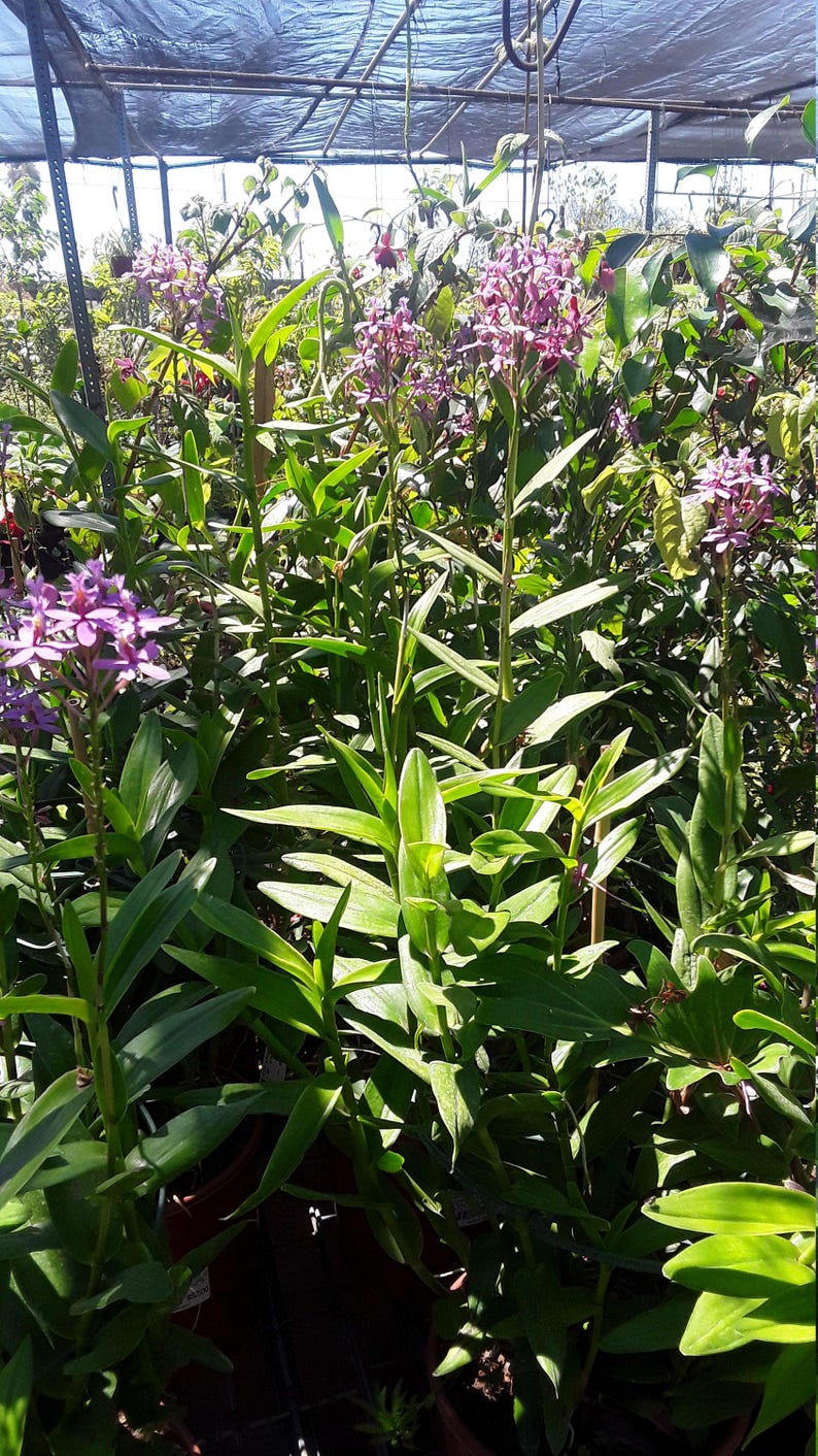 Purple Epidendrum Orchid Plant - 3" Pot - Vibrant Purple Blooms - Epidendrum Orchid