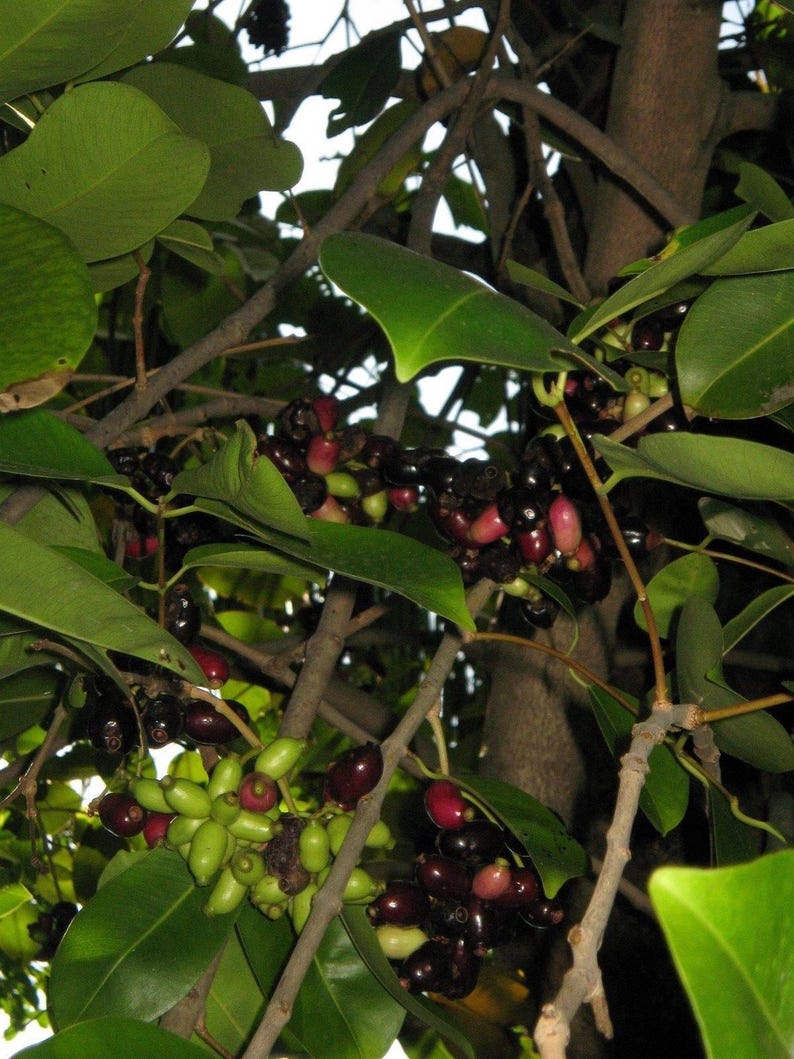 Duhat Fruit Plant - 3 Gal Pot - Jambul Fruit - Trái Trâm - Live Plant with Strong Roots - Popular Philippine Fruit