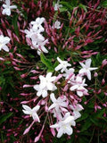 Pink Jasmine Plant - 1 Live Plant in 6" Pot - Jasminum polyanthum - Fragrant Evergreen Climber for Trellis or Containers