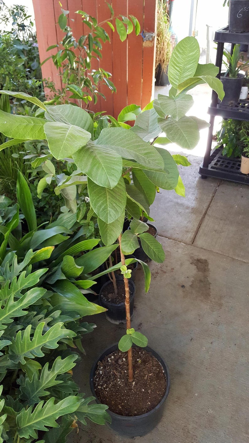 Taiwan Guava Plant - 3 Gal Pot - Psidium guajava - Tropical Fruit Tree - 2 to 3 Feet Tall